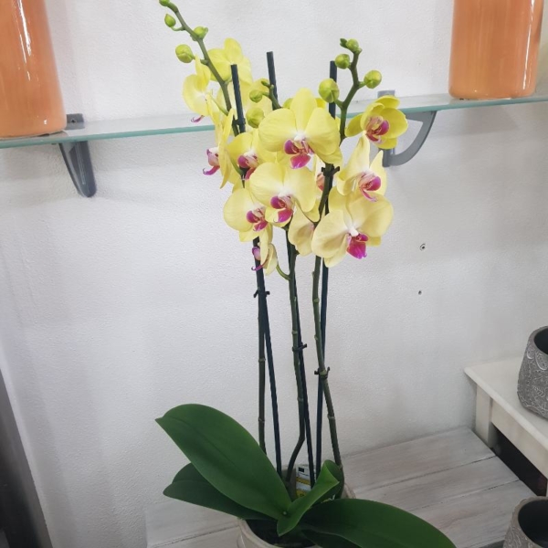 orchidee gialle